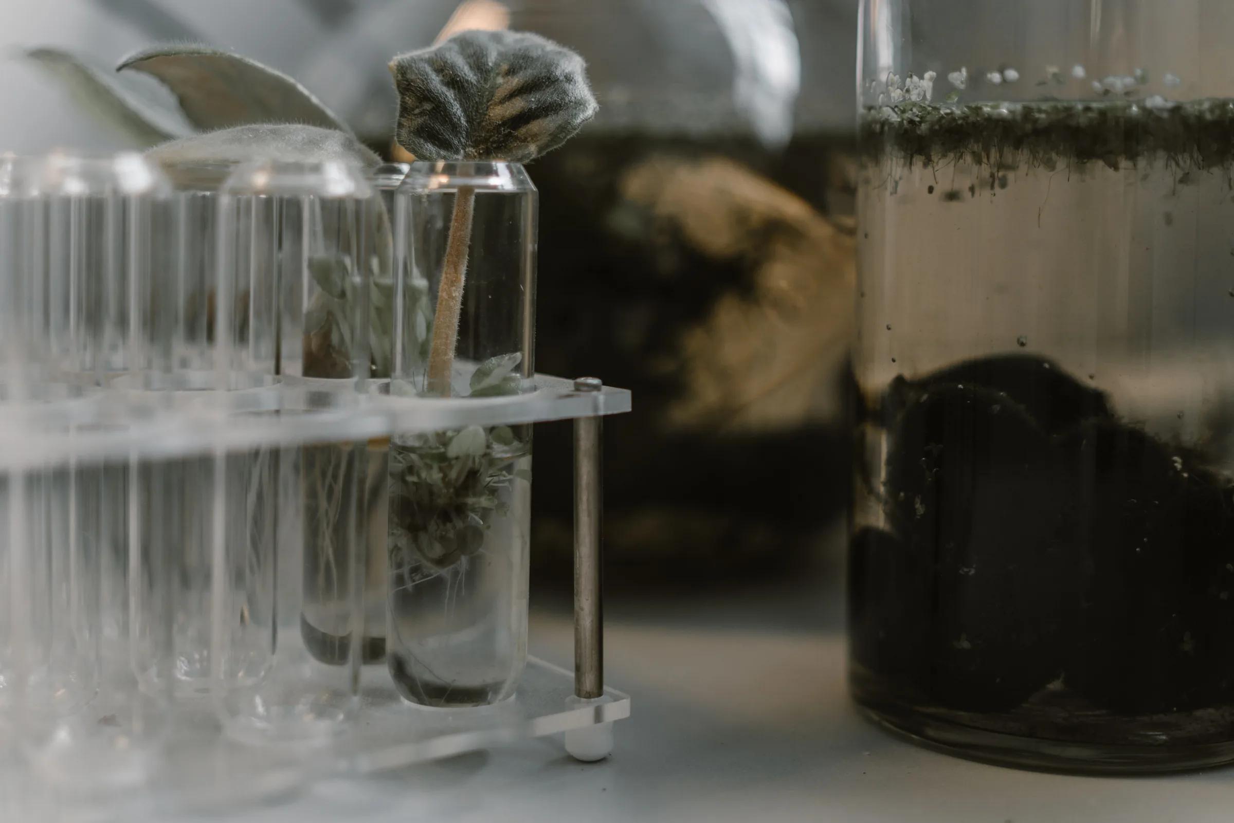 Plant samples in laboratory test tubes